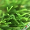 축구장 SGS SGF ISO900를 위한 강한 신선한 색깔과 Dence 정원 가짜 잔디 협력 업체