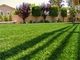 정원을 위한 가드닝 플라스틱 잔디를 위한 전망 잔디 잔디 그래스 카펫 협력 업체