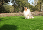 장기간 Mouldproof 애완 동물 가짜 잔디, UV 저항을 가진 인공적인 개 잔디 협력 업체
