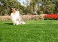 장기간 Mouldproof 애완 동물 가짜 잔디, UV 저항을 가진 인공적인 개 잔디 협력 업체